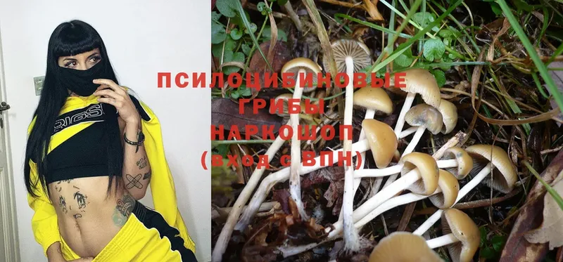 Псилоцибиновые грибы Psilocybe  закладка  Фролово 